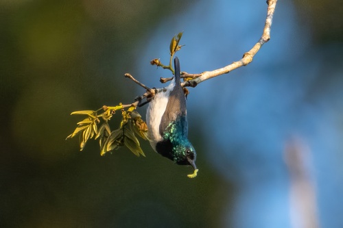 Amani Sunbird