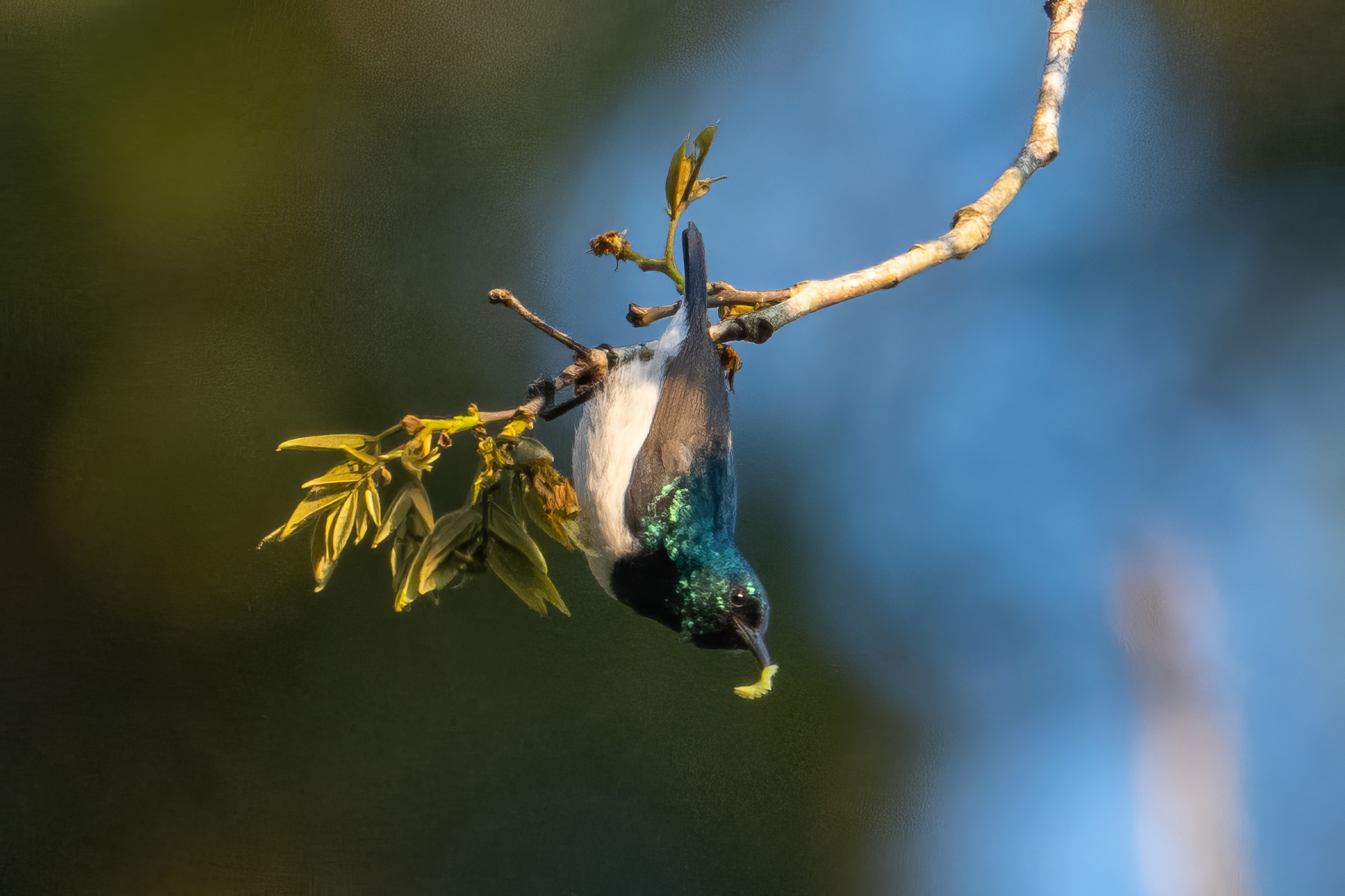 Amani Sunbird illustration