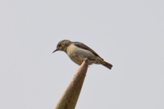 Amani Sunbird photo 3