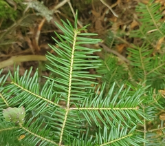 Abies balsamea image
