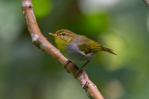 Yellow-throated Woodland-Warbler