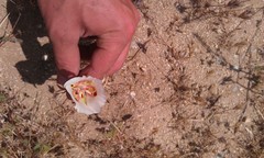 Calochortus venustus