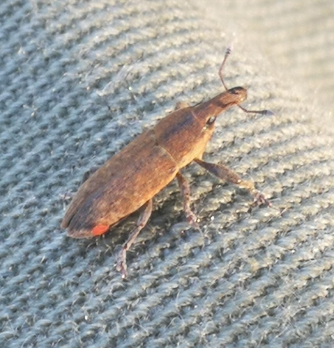 dlhánik (Lixus)