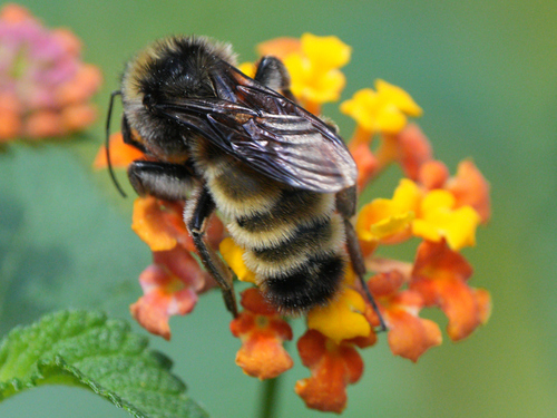 American bumble bee