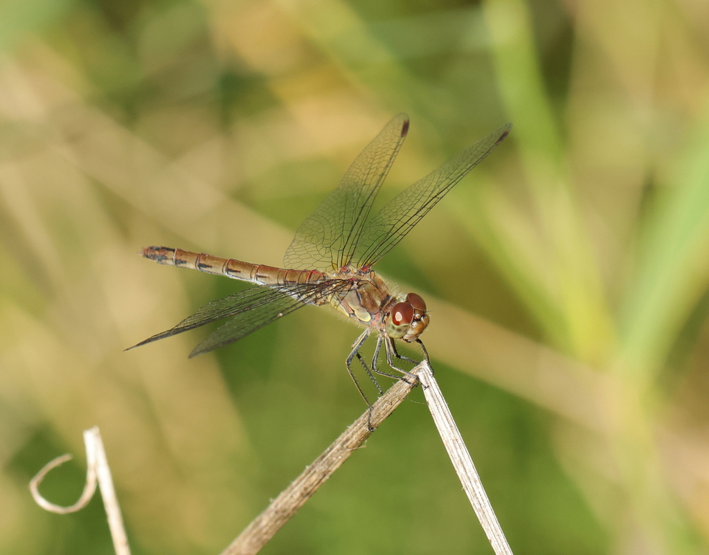 Common Darter from Gonfreville-l'Orcher, France on September 7, 2023 at ...