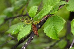 Alnus maximowiczii