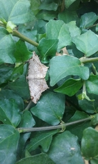 Lepidoptera