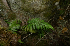 Asplenium appendiculatum appendiculatum