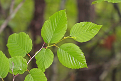 Alnus maximowiczii