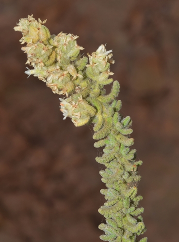 Teucrium charidemi