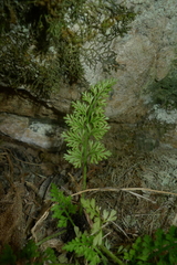 Asplenium richardii