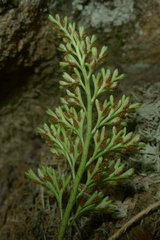 Asplenium richardii
