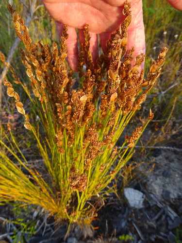 Image of Elegia stipularis by (c) Shaun Swanepoel, some rights reserved (CC BY)