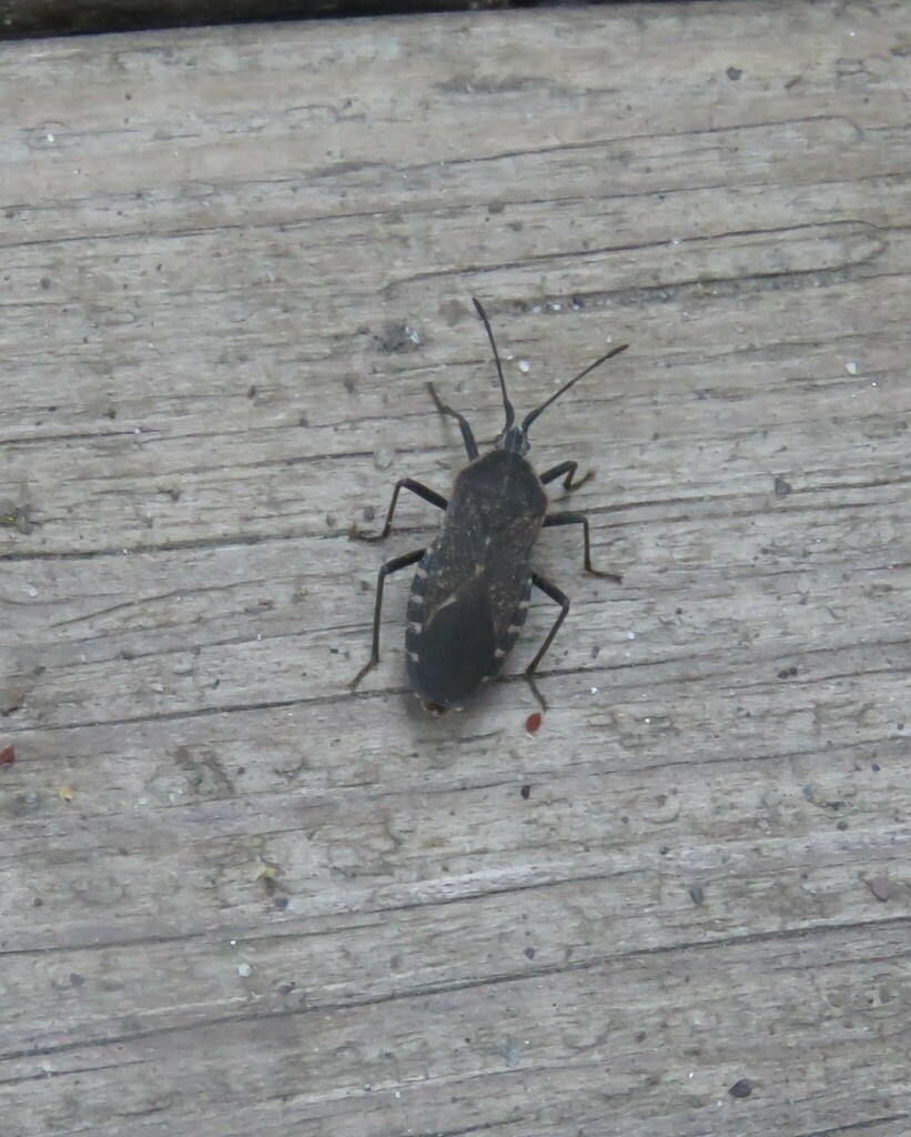 Squash Bugs from 431 E Rd, Milton, VT 05468, USA on September 6, 2023