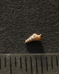 Zeacumantus lutulentus