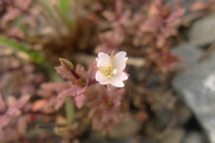 Epilobium melanocaulon