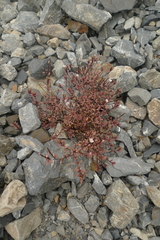 Epilobium melanocaulon