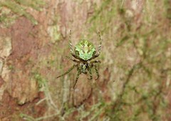 Cryptaranea atrihastula