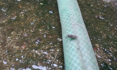 Diptera