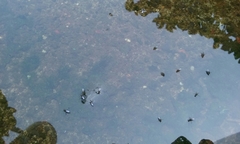 Diptera