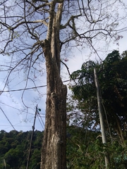 Lagerstroemia loudonii