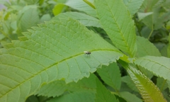 Diptera