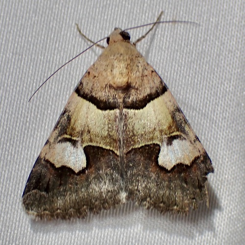 Paler Graphic photo 4