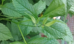 Angiospermae