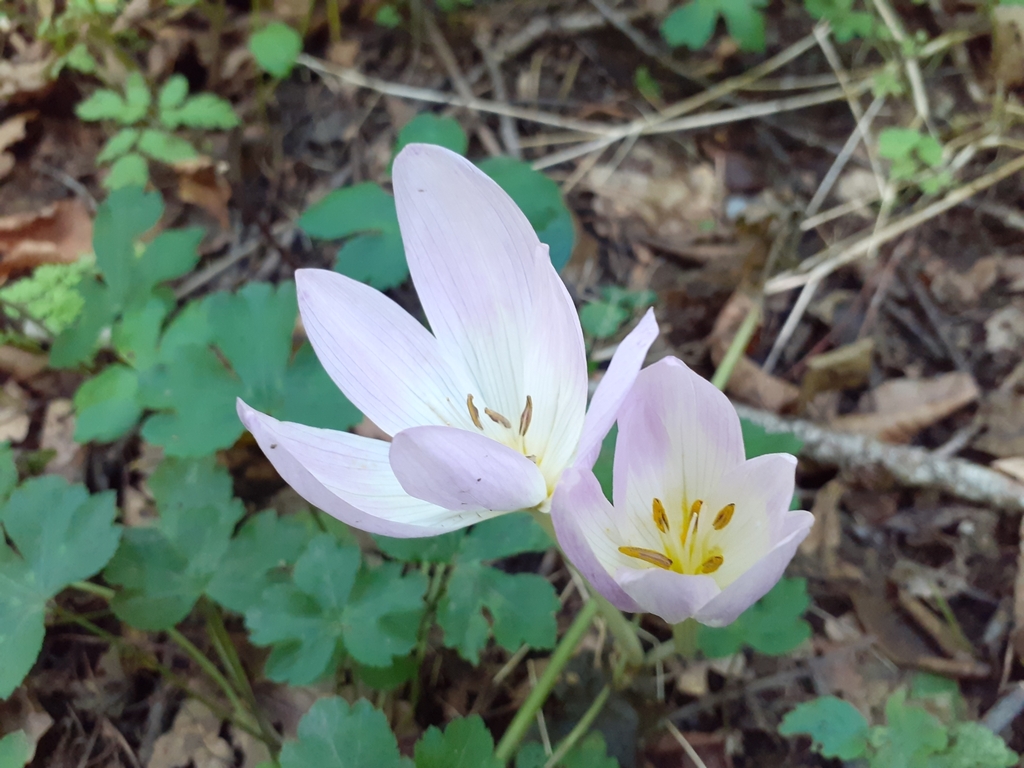 Colchicum speciosum 2