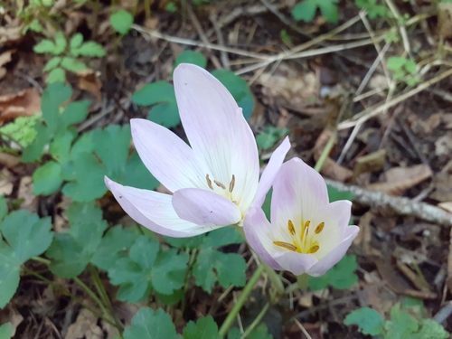 Colchicum speciosum