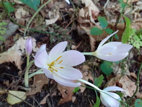 Colchicum speciosum