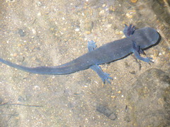 Michoacan Stream Salamander photo 3