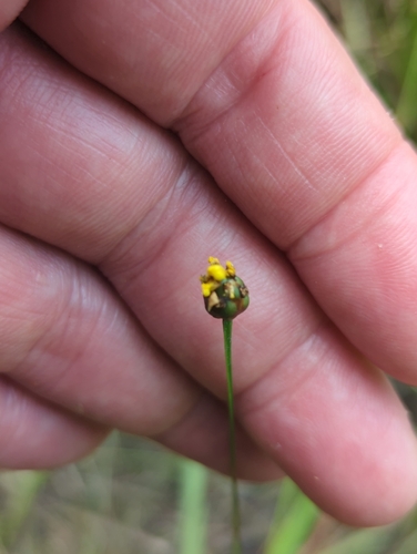 Image of Xyris torta by (c) Tom Field, some rights reserved (CC BY)