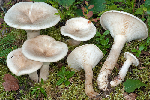 Didžioji meškabudė nuotrauka