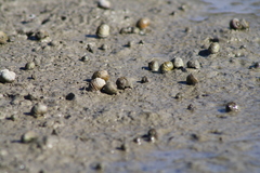 Amphibola crenata