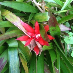 Tillandsia imperialis