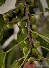 Magnoliopsida
