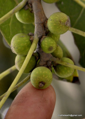 Magnoliopsida