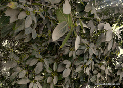 Magnoliopsida