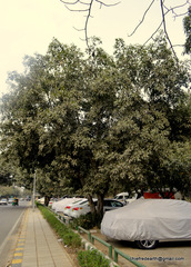 Magnoliopsida