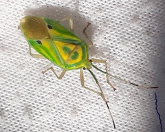 Urolabida
