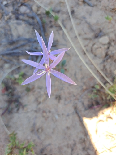 Image of Hesperantha pilosa by (c) Noeleen du Toit, some rights reserved (CC BY-SA)