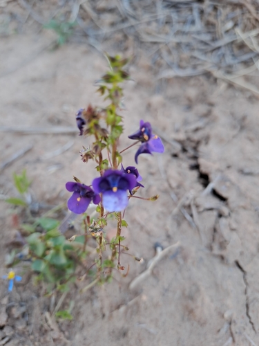 Image of Diascia veronicoides by (c) Noeleen du Toit, some rights reserved (CC BY-SA)
