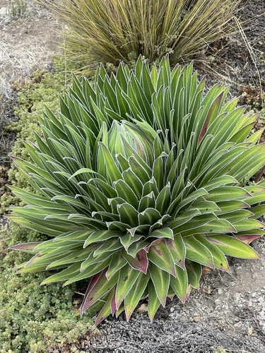 Lobelia telekii (Lobelia telekii)