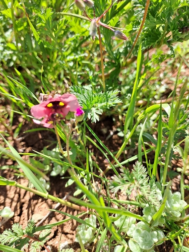 Alonsoa unilabiata (Alonsoa unilabiata)