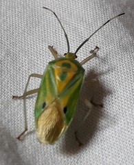 Urolabida