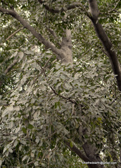 Magnoliopsida