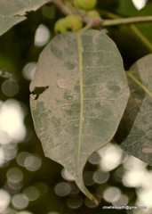 Magnoliopsida