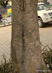 Magnoliopsida