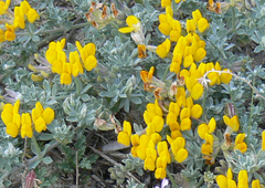 Lotus cytisoides